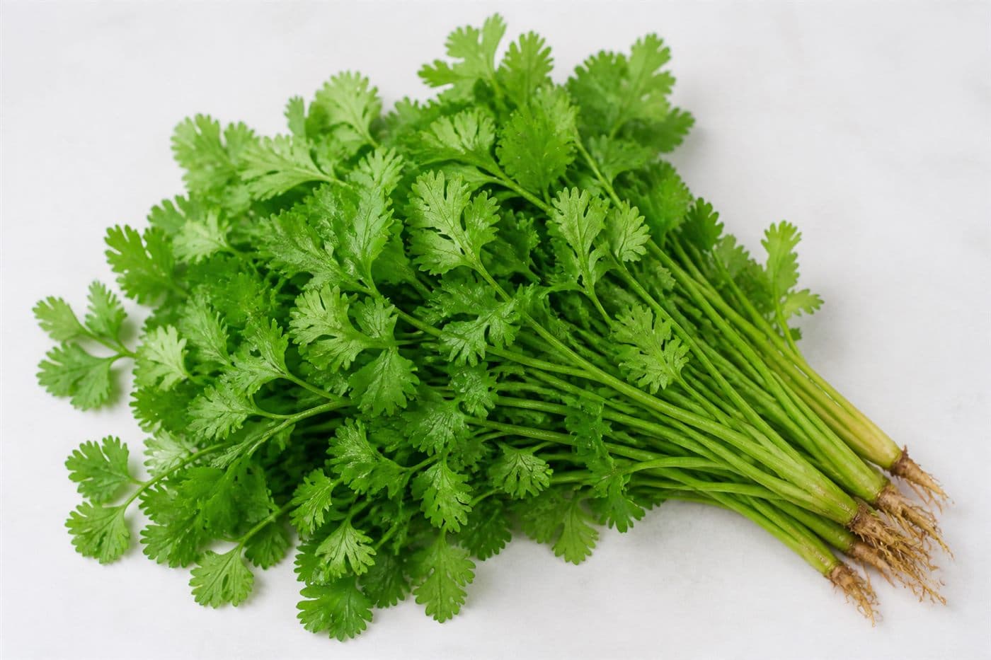 Coriander
