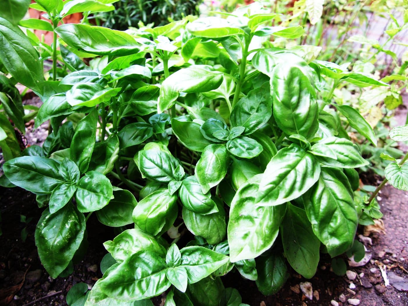 Sweet basil