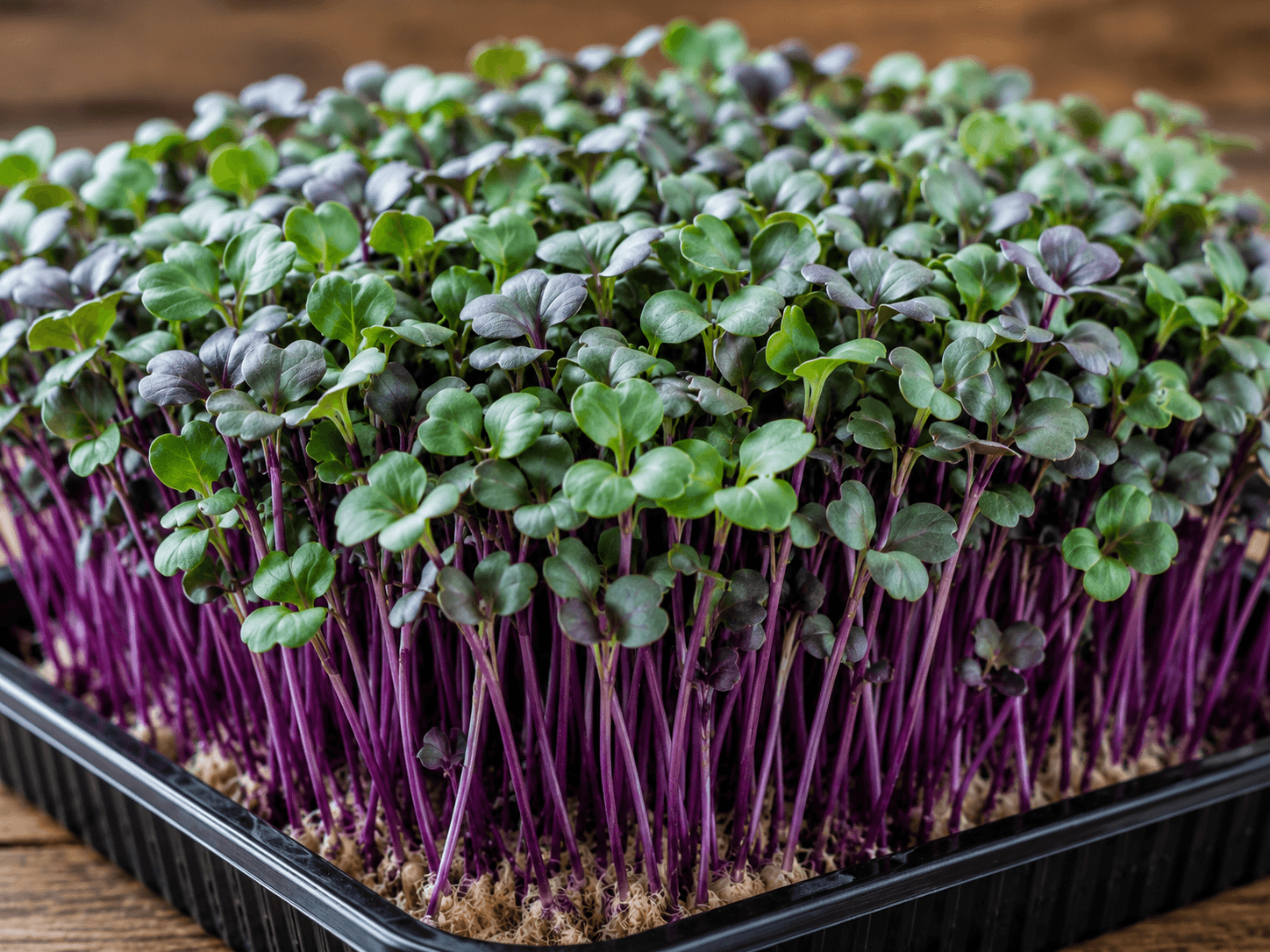 Purple Kohlrabi